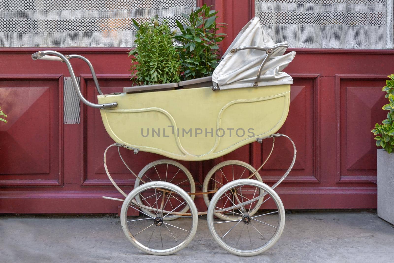 Old vintage baby stroller outdoors with plants inside.