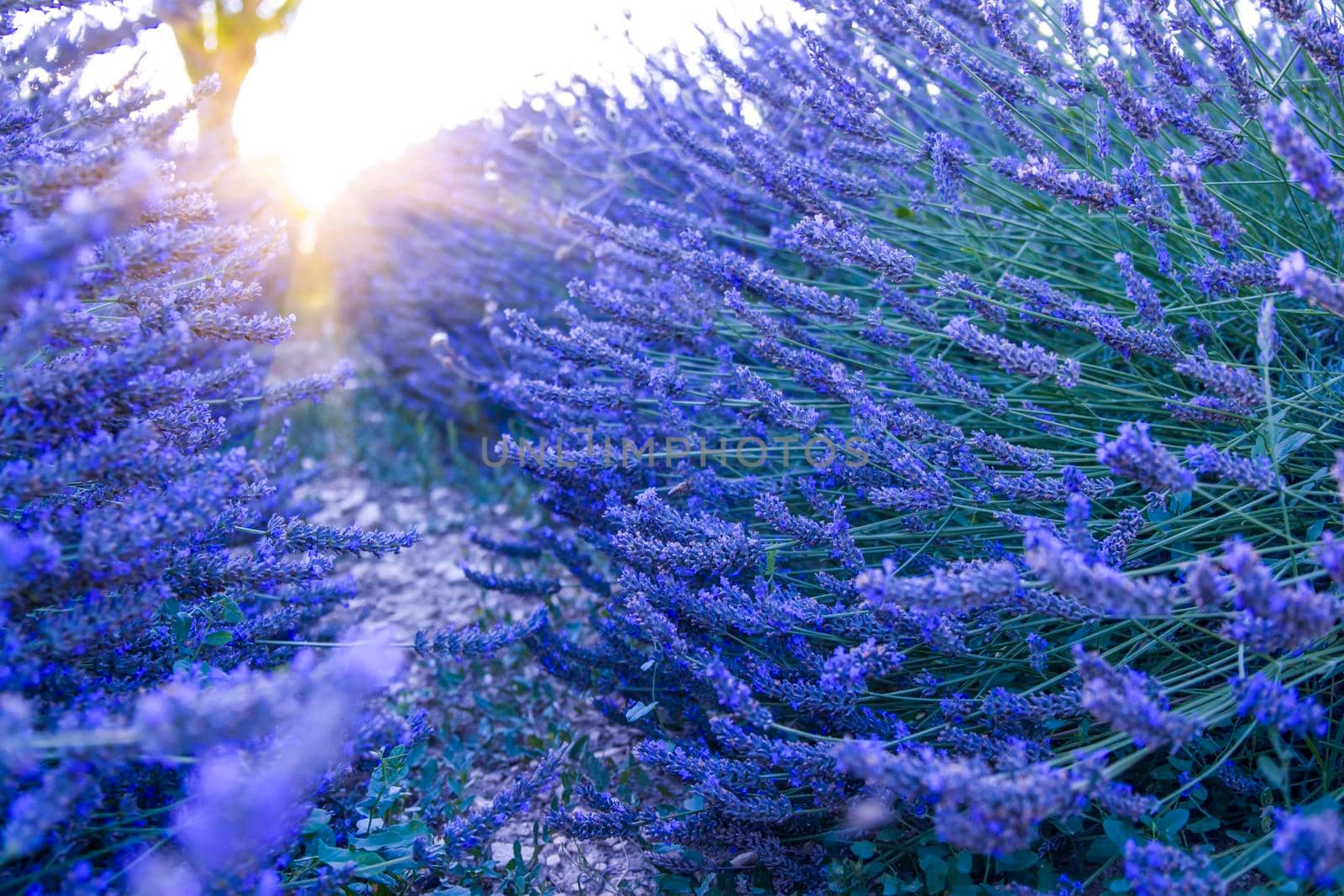 Lavender field at sunset, Valensole Plateau Provence France