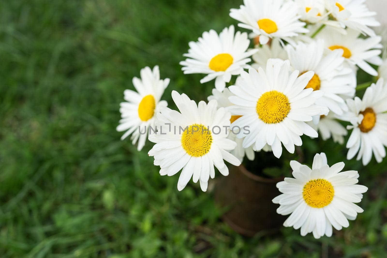 A bouquet of daisies stands in a vase on the grass. Chamomile blooms on a summer day. Chamomile flowers in a bouquet, place for an inscription. by sfinks