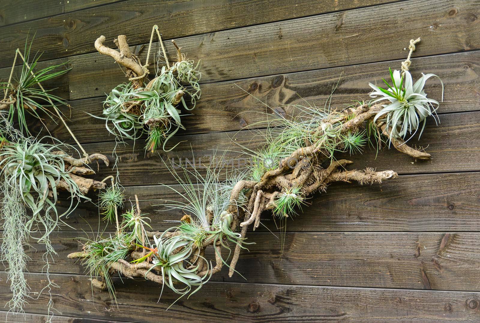 Tillandsia air plants on a wooden background