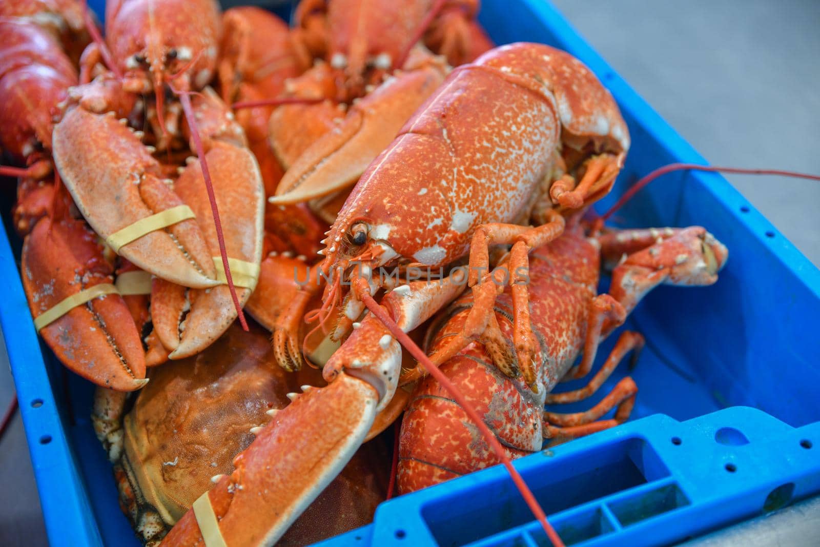 Fresh lobster in a container on the market in Normandy,France