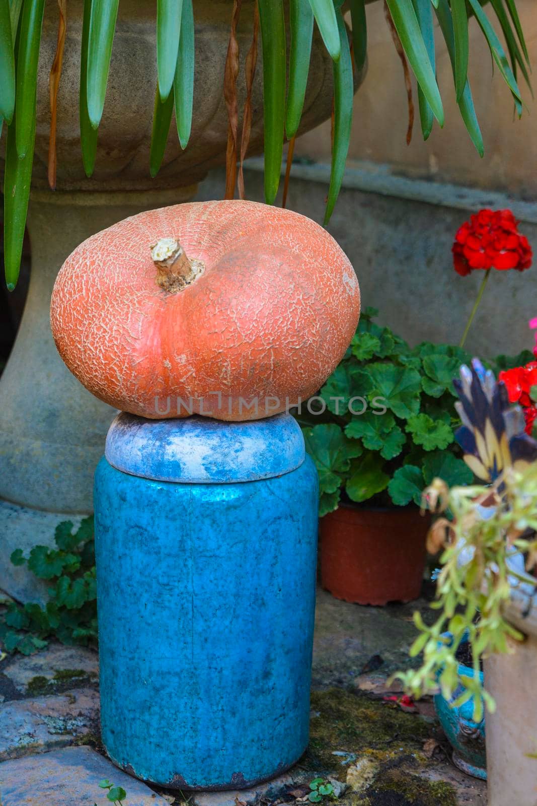 Orange pumpkin on a blue vase Decor in the garden