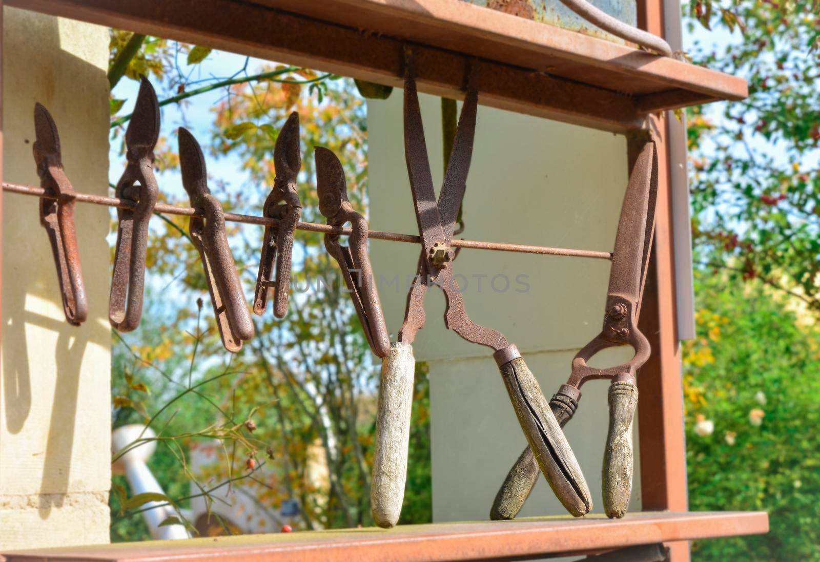 Old vintage iron scissors for horticulture flower, tree, garden