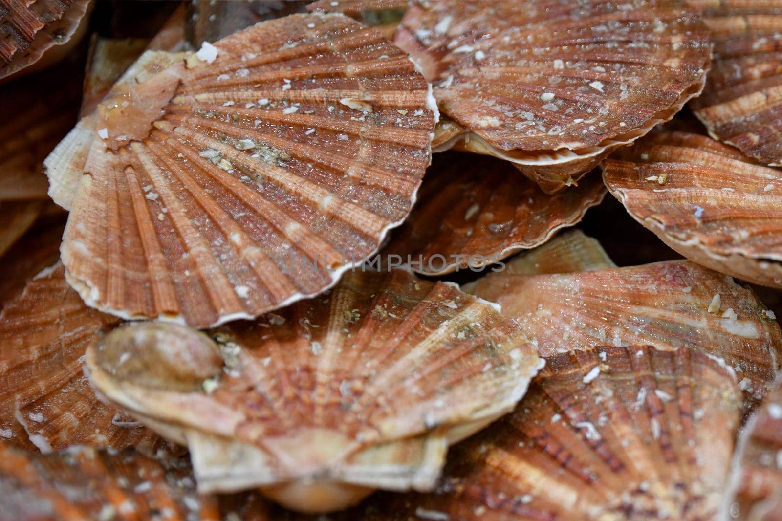Fresh french scallops on a seafood market at Dieppe France