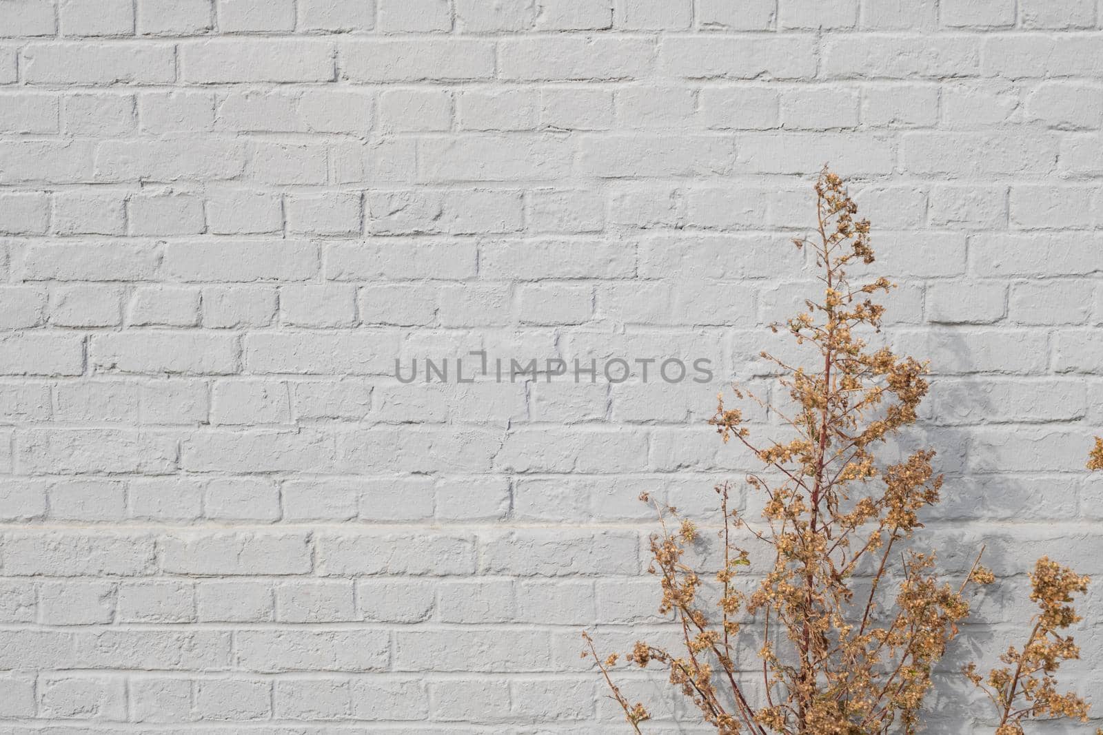 Background of gray old brick wall and gold dry plants