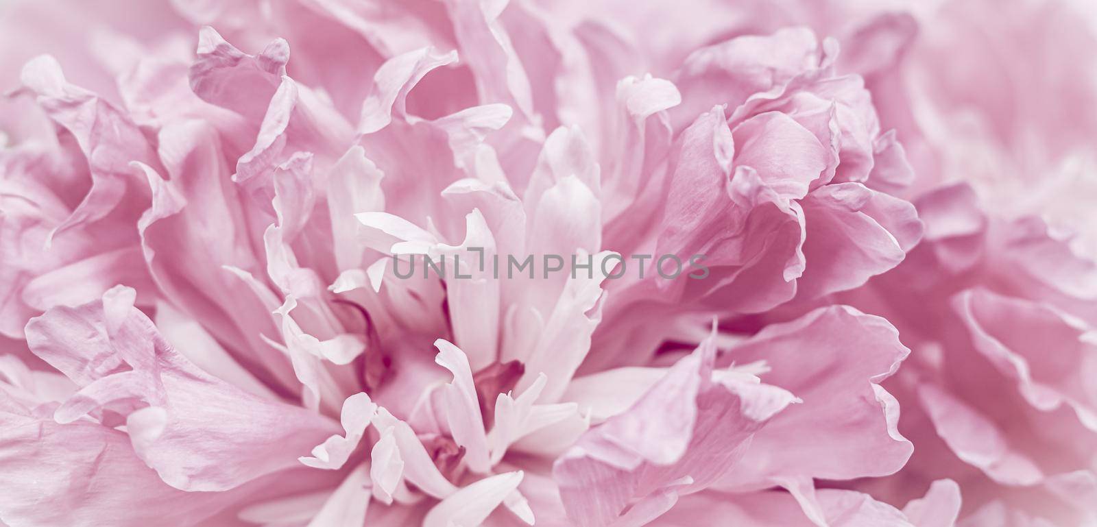 Pink peony flower petals. Soft focus. Abstract floral background for holiday brand design by Olayola