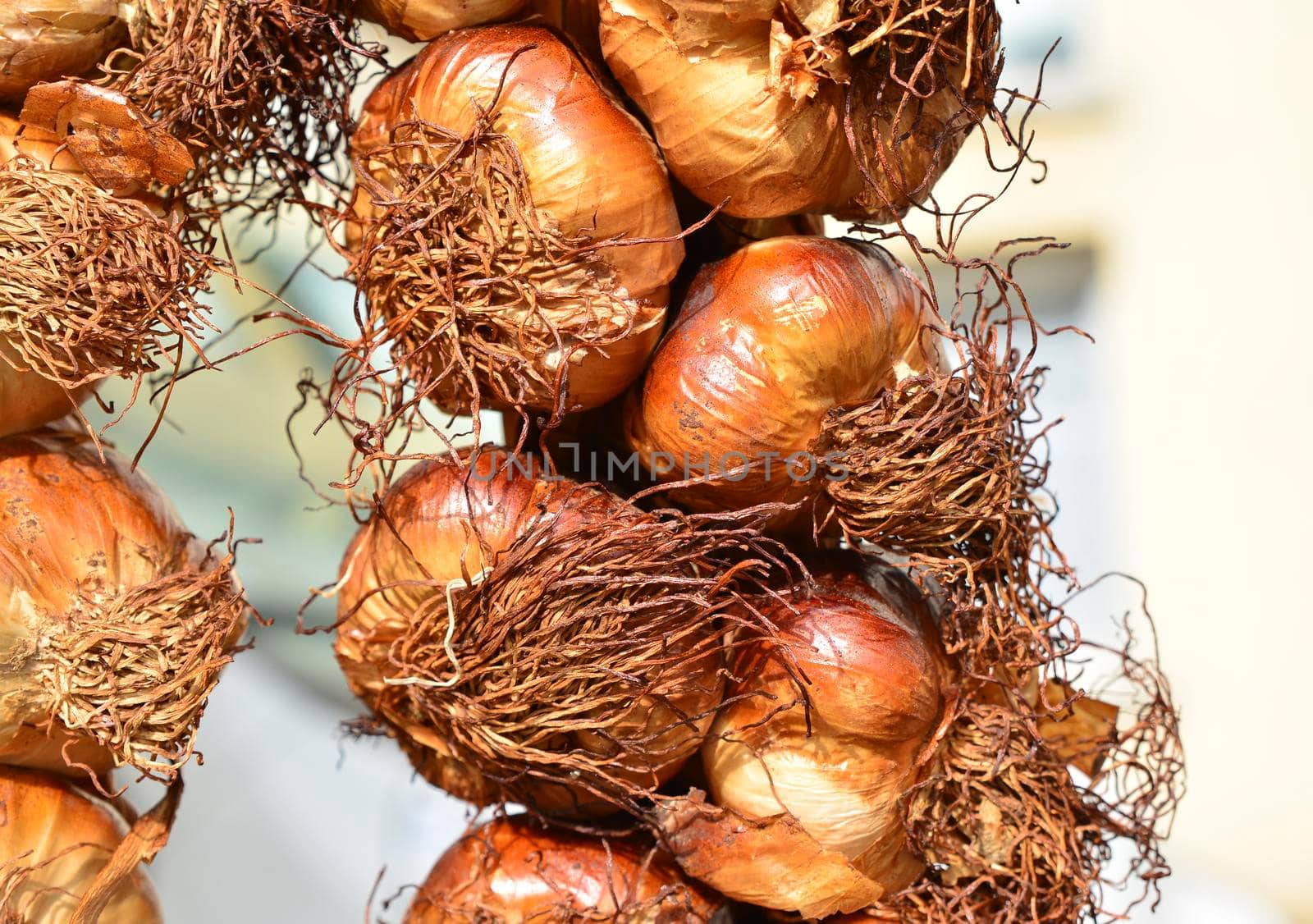 Baked garlic with golden crust hanging on the market