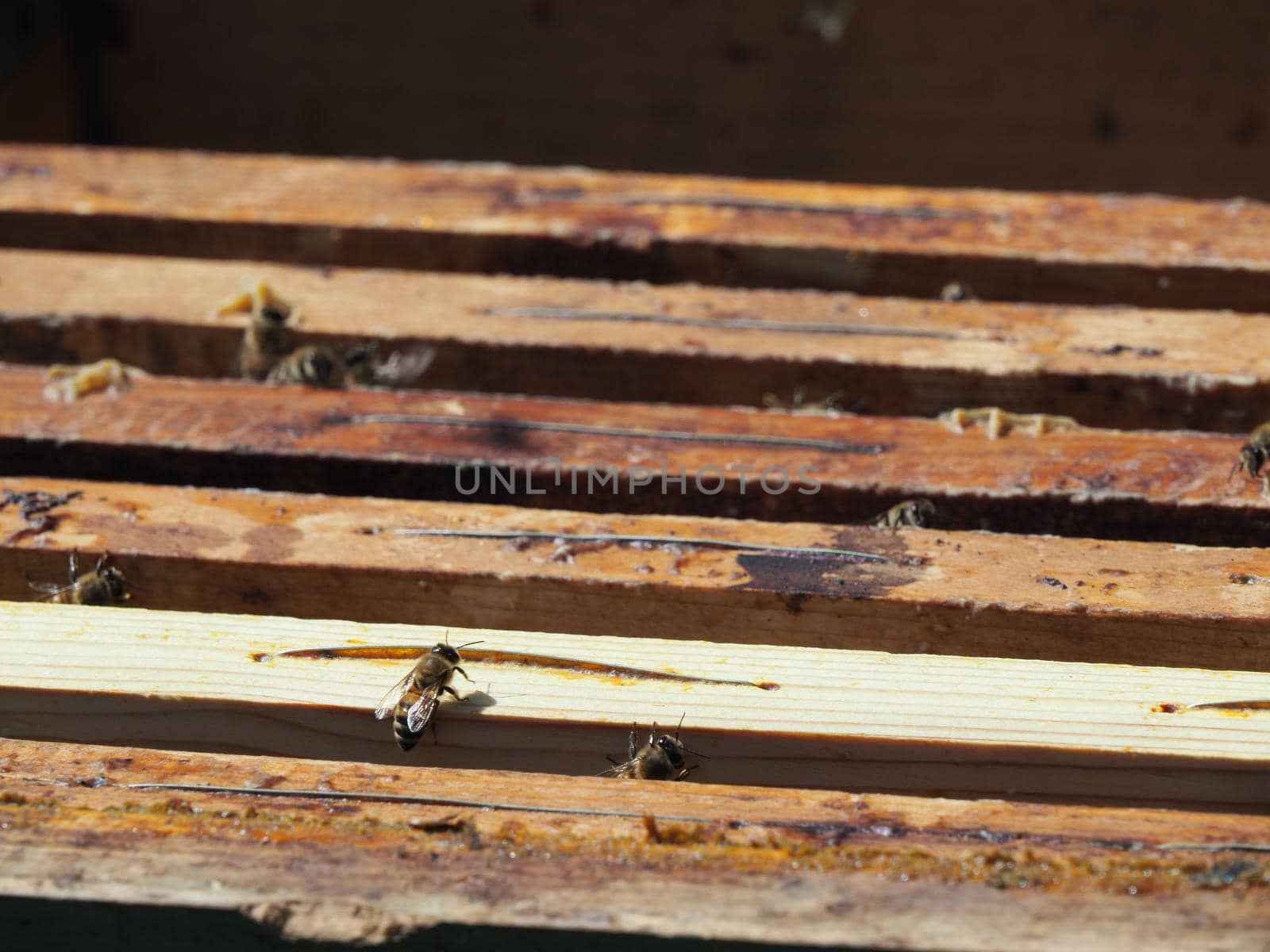 Master bee keeper pulls out a frame with honey from the beehive in the colony. by verbano