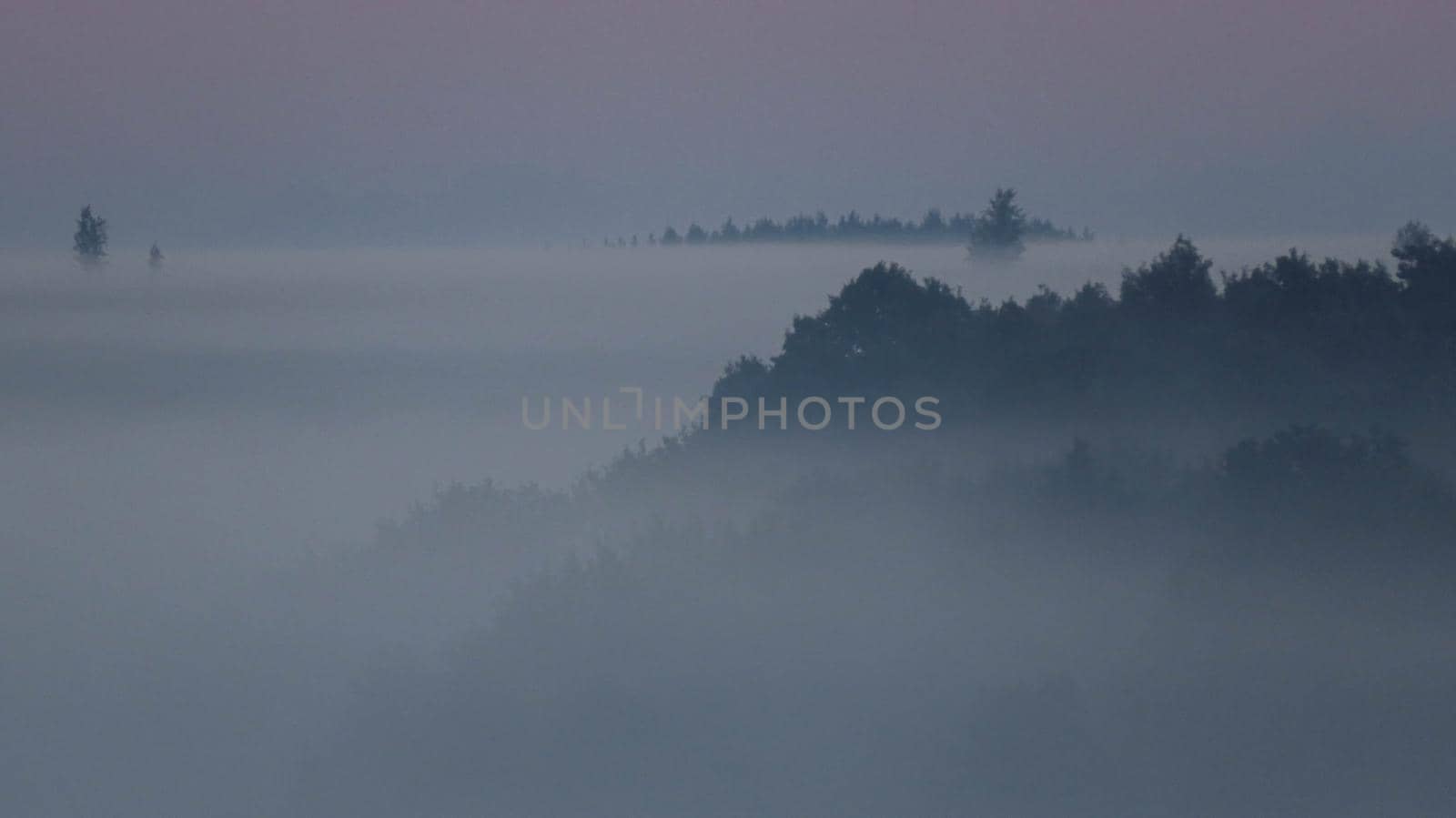 The forest in the valley in the morning is very foggy, the atmosphere looks scary. Dark tone and vintage image.