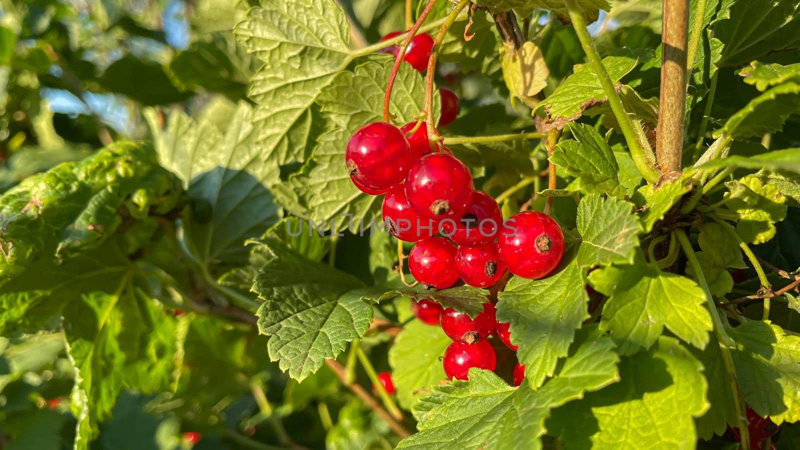 branch of ripe red currant in a garden on green background.