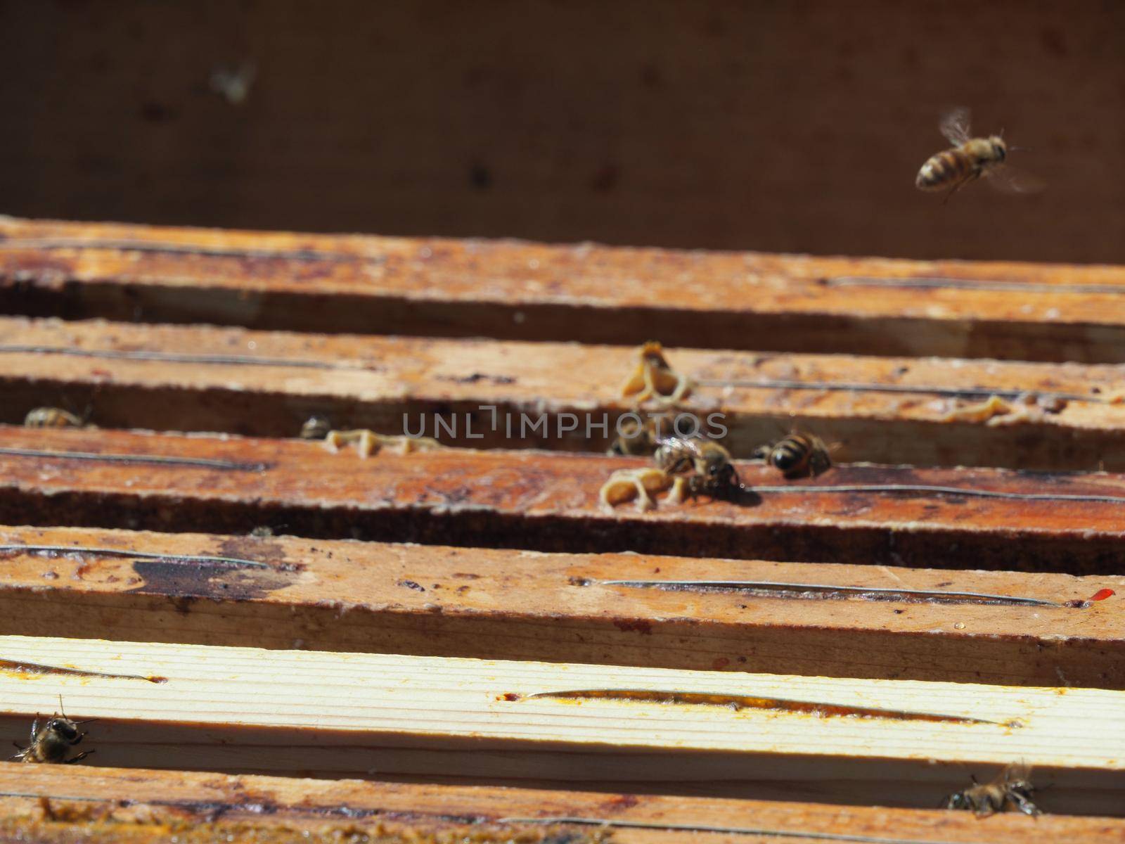 Master bee keeper pulls out a frame with honey from the beehive in the colony. by verbano