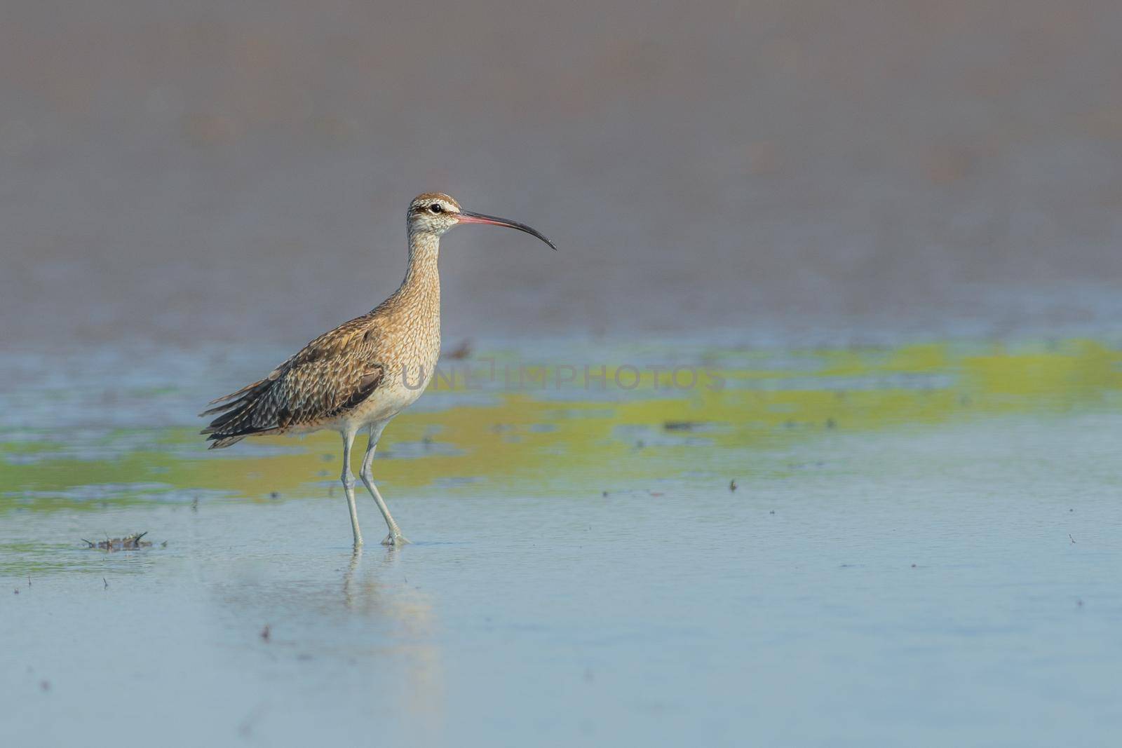 Eurasian Whimbrel wading in the waters of El Salvador in Central America