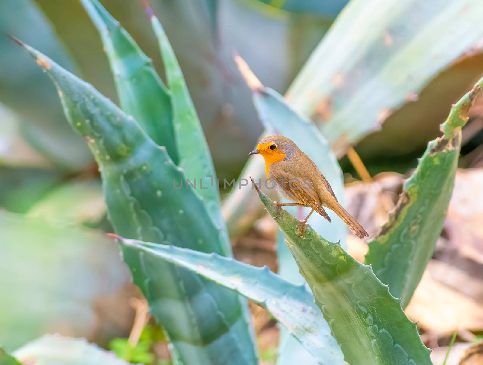 European Robin perched on a plan in Athens Greece