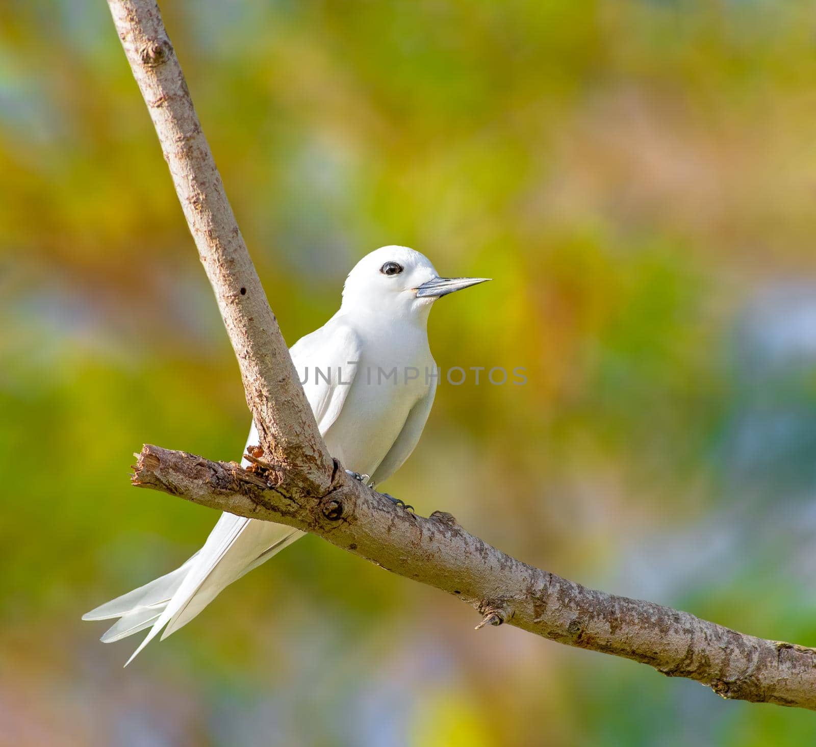 A beautiful Fiary tern perched on a tree in Hawaii