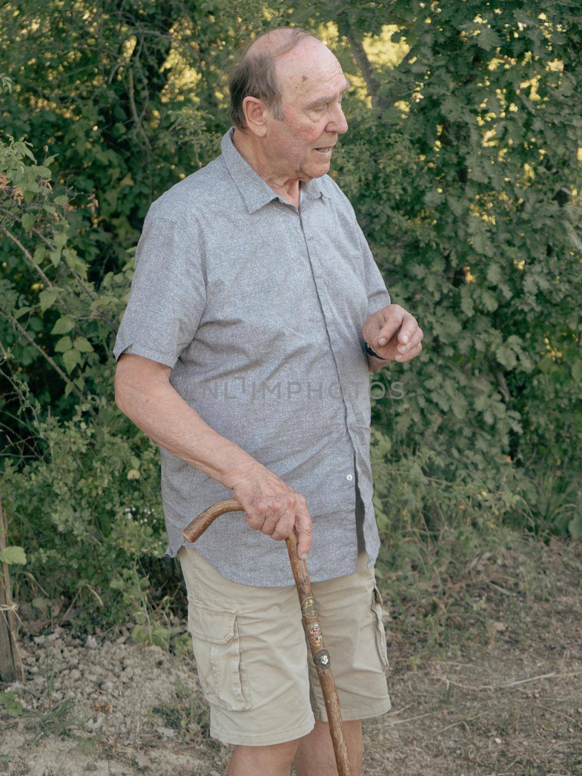 caucasian senior man walking with the aid walking stick in a farm in summer time by verbano