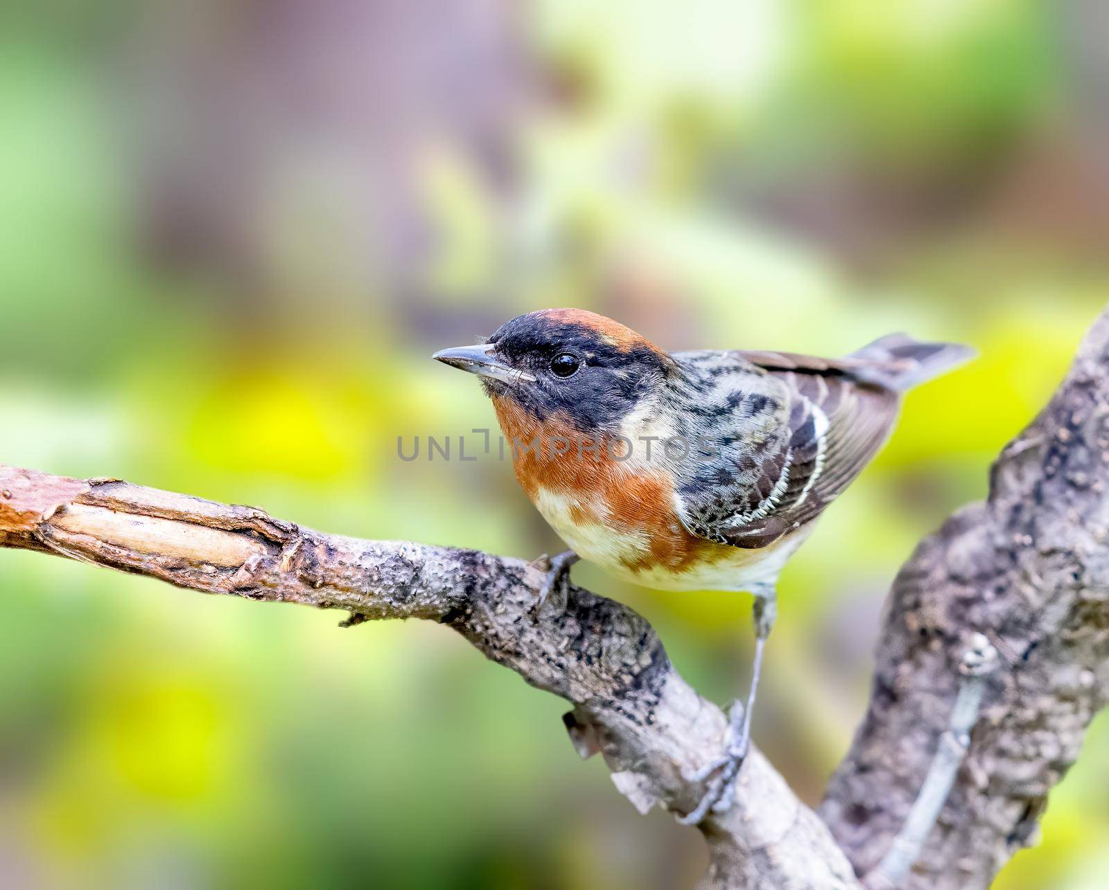 Bay Breasted Warbler patiently waiting for food to fly by in Ohio