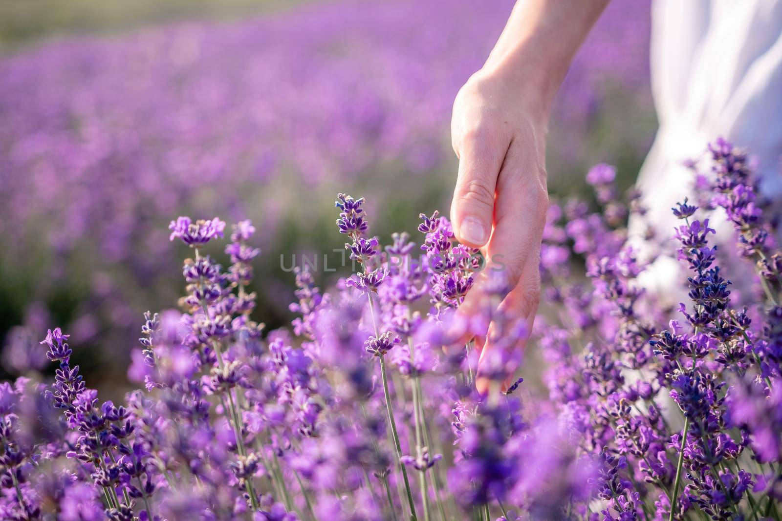 Close up on hand of happy young woman in white dress on blooming fragrant lavender fields with endless rows. Warm sunset light. Bushes of lavender purple aromatic flowers on lavender fields. by panophotograph