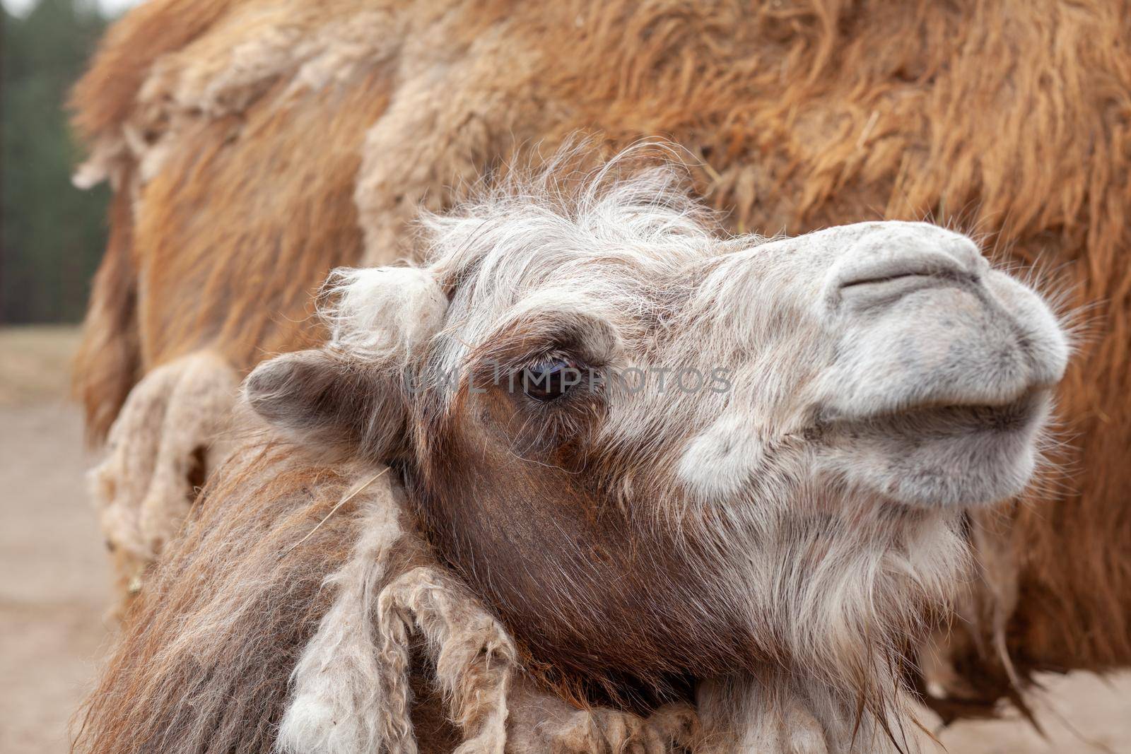 Big camel head close up. Camels at the animal farm or zoo.