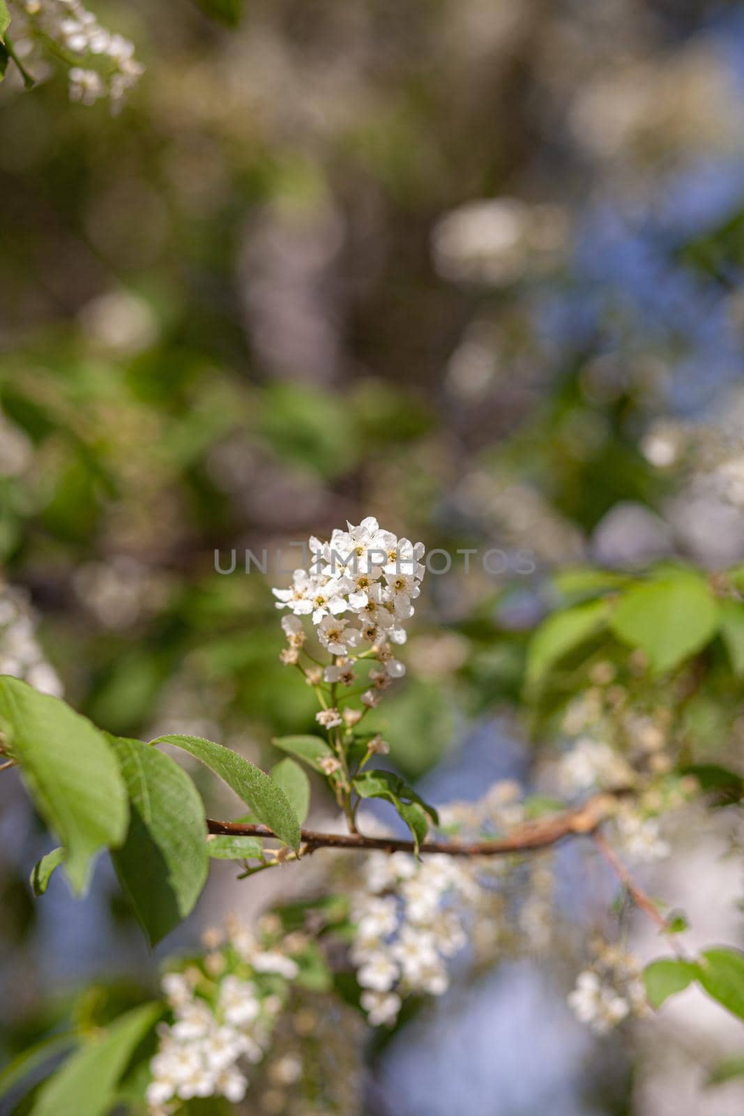 bird cherry blossom branch on abstract blurred background. by AnatoliiFoto