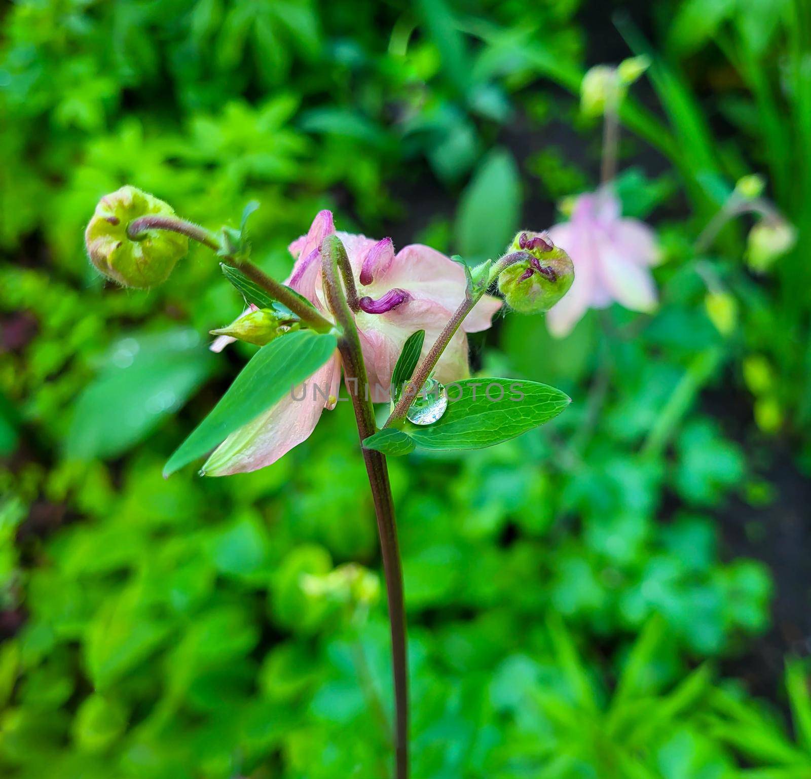 A big drop of rain is lying on a pink flower in a summer garden by lapushka62