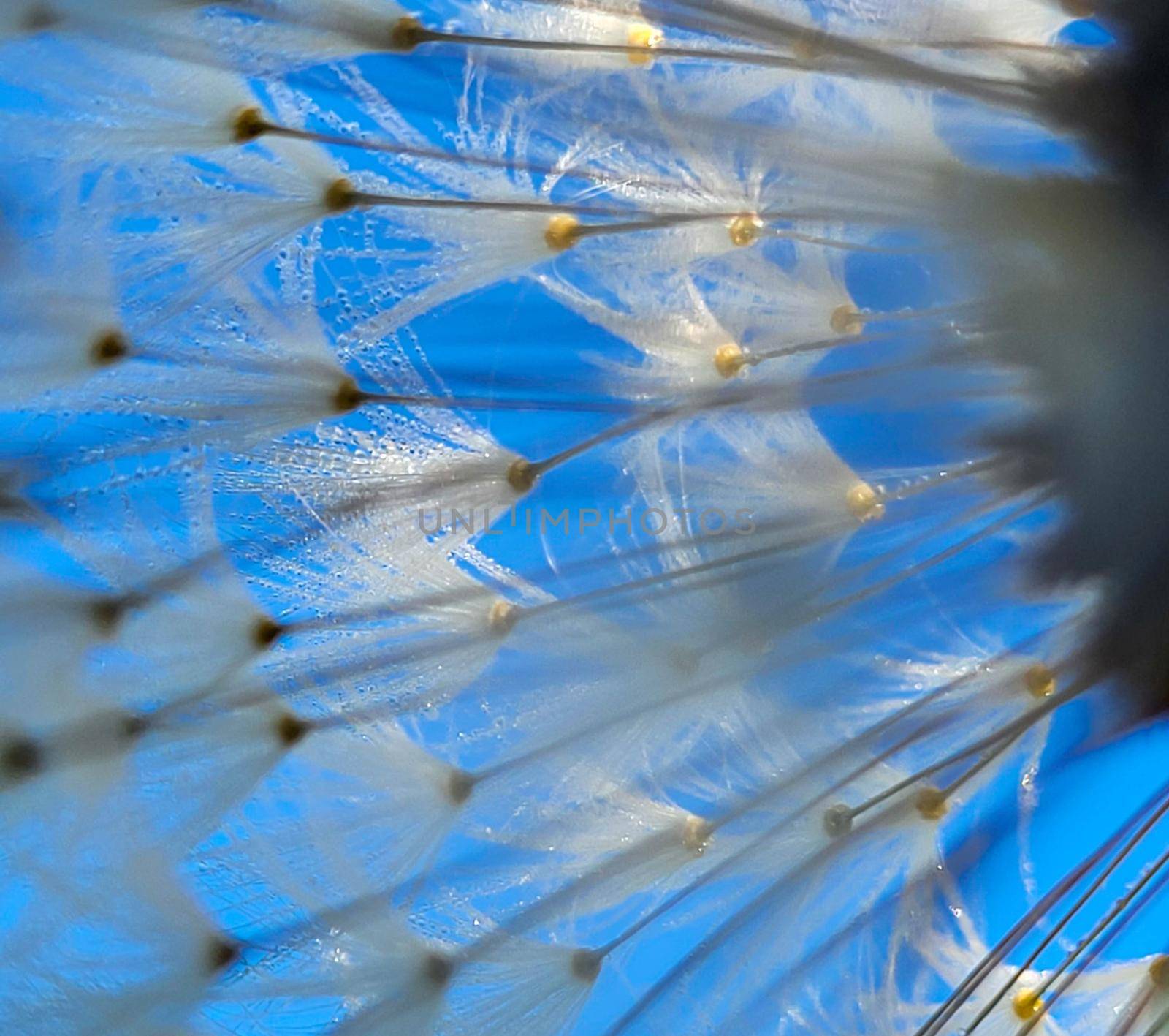 Fluffy dandelion umbrellas in close-up on a blue sky background. Abstraction, background.