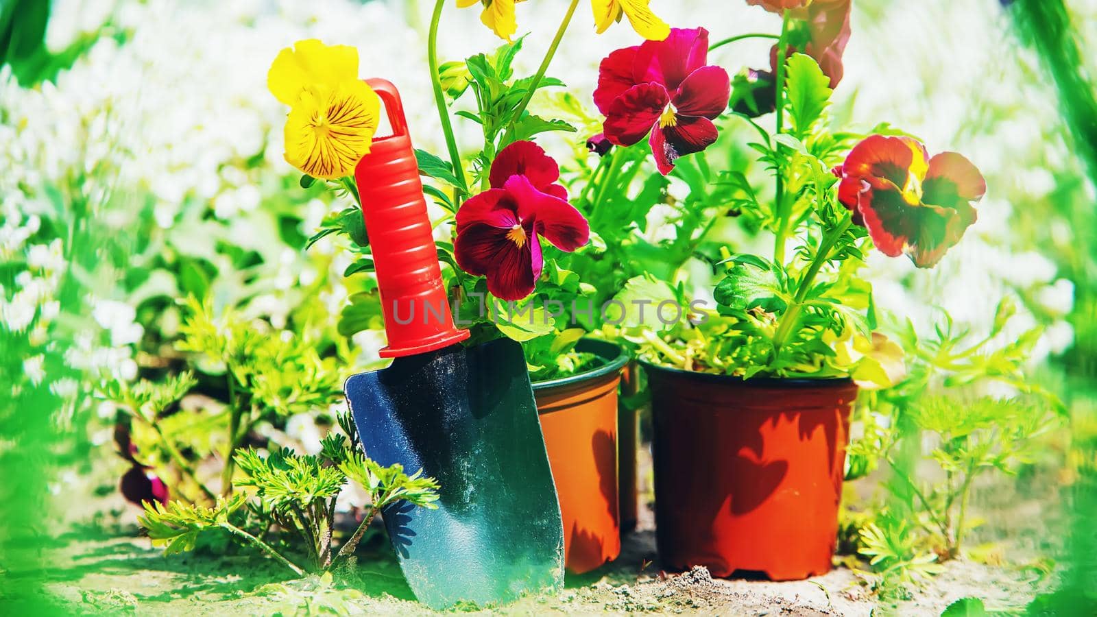 Planting flowers in the garden. Selective focus Nature.