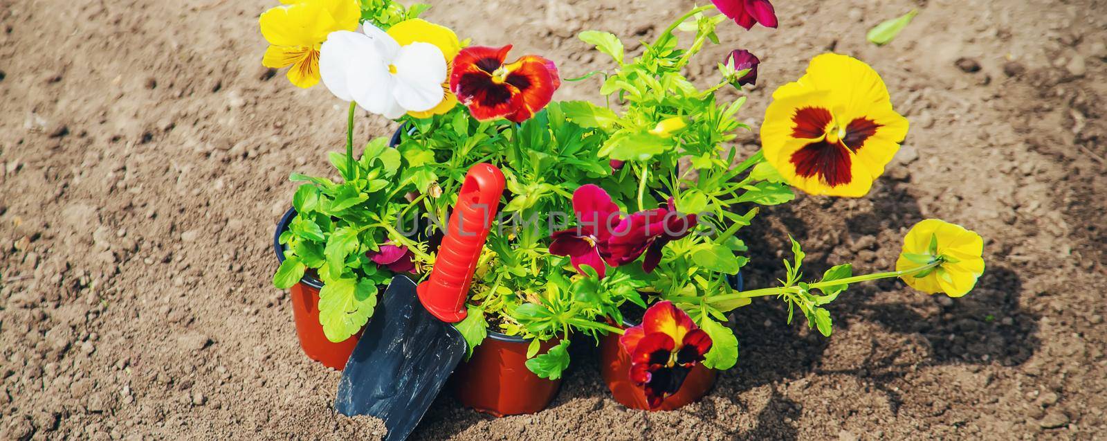 Planting flowers in the garden. Selective focus. by mila1784