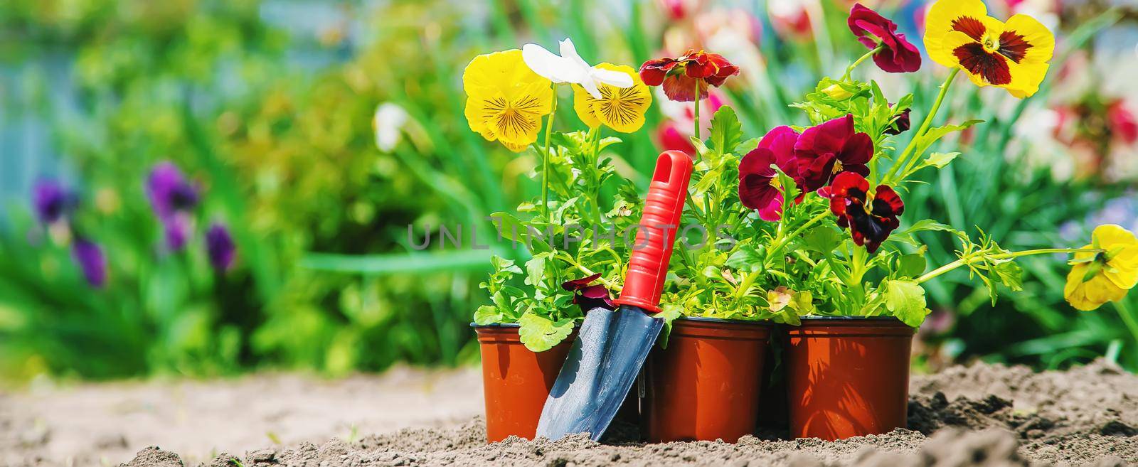 Planting flowers in the garden. Selective focus Nature.