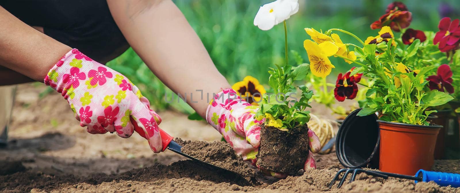 The gardener is planting flowers in the garden. Selective focus. by mila1784