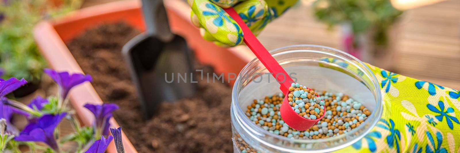 Fertilizer for flowers. Close-up of a gardener's hand in a glove fertilizing flowers in the street. The process of planting flowers in pots on the terrace by SERSOL