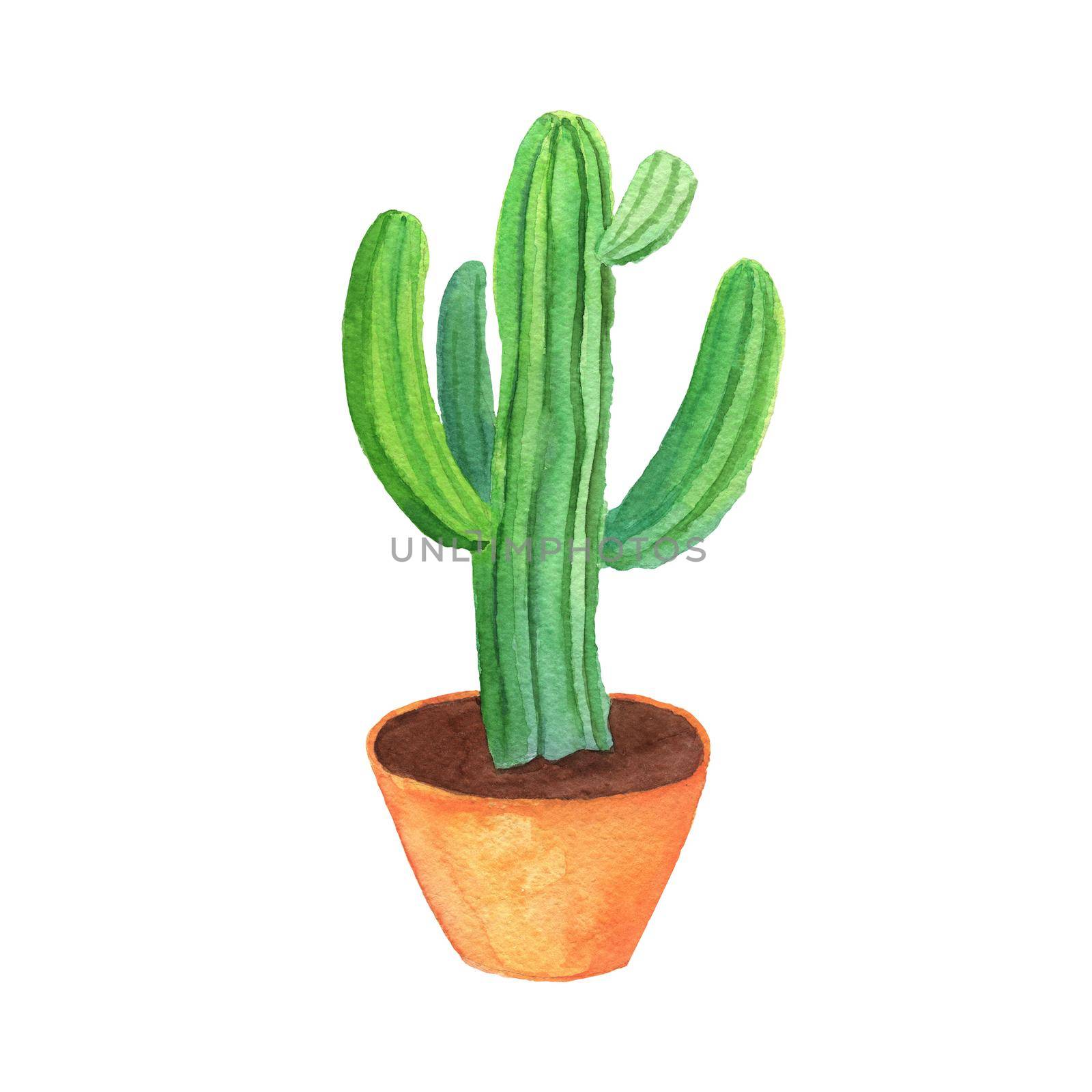 Watercolor hand drawn potted plant cactus. Botanical element for living room isolated on white. Houseplant in pot.