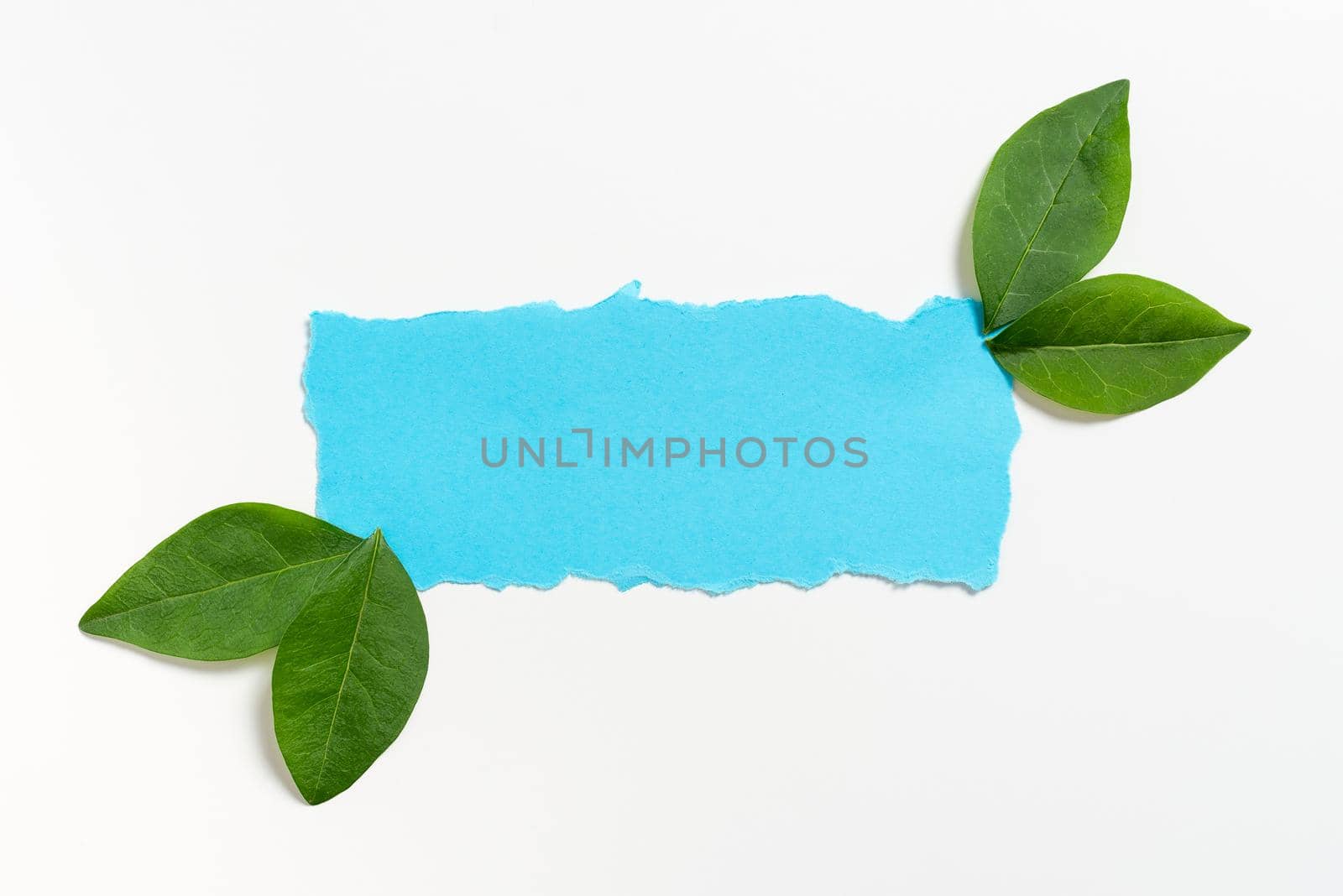 Blank Paper With Leaves Decoration For Business Advertisement.