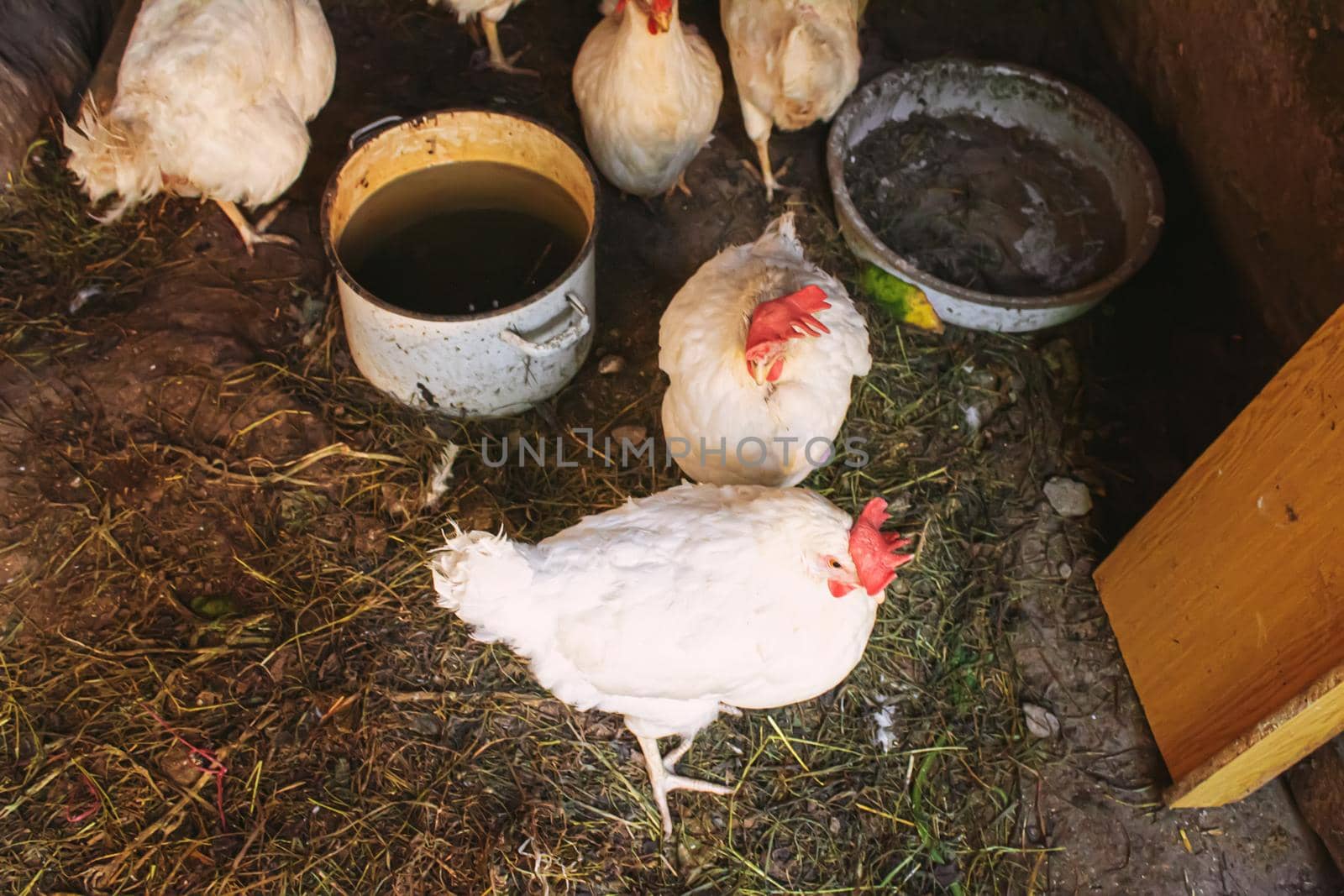 Chickens broilers on the farm. Selective focus.