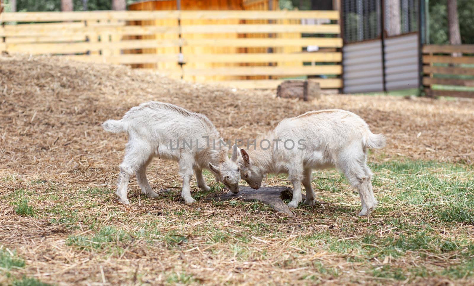 Two white little goats play with each other on the farm. Breeding goats and sheep. Housekeeping. Cute with funny.