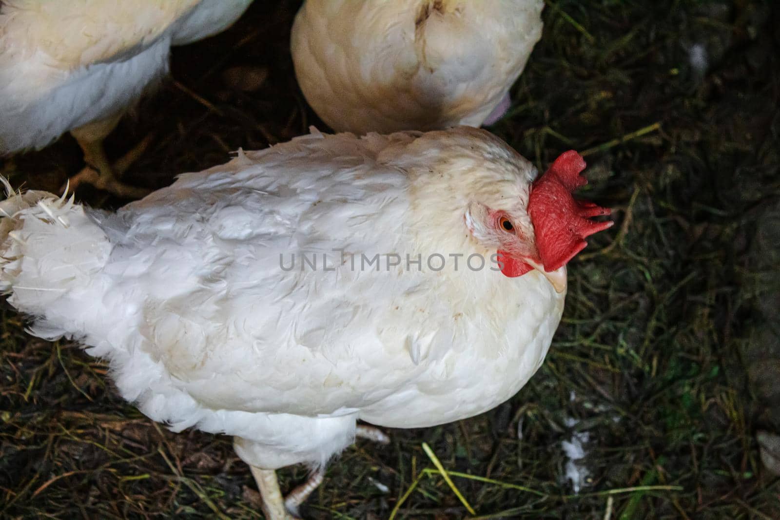 Chickens broilers on the farm. Selective focus.