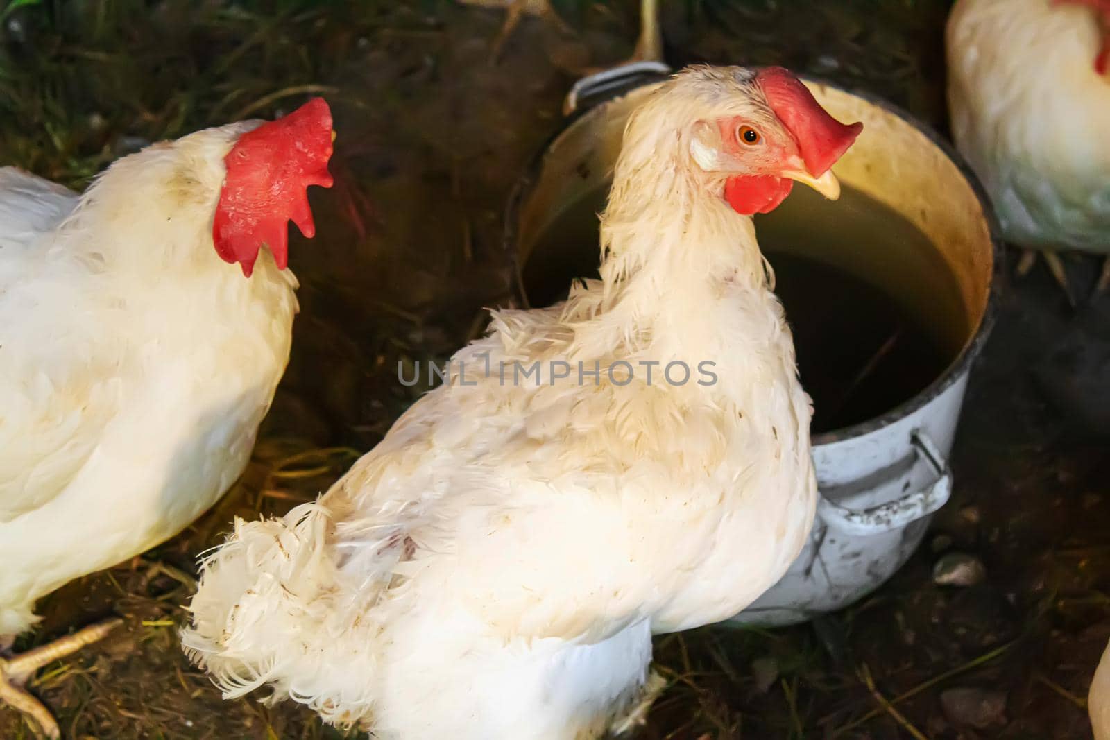 Chickens broilers on the farm. Selective focus.