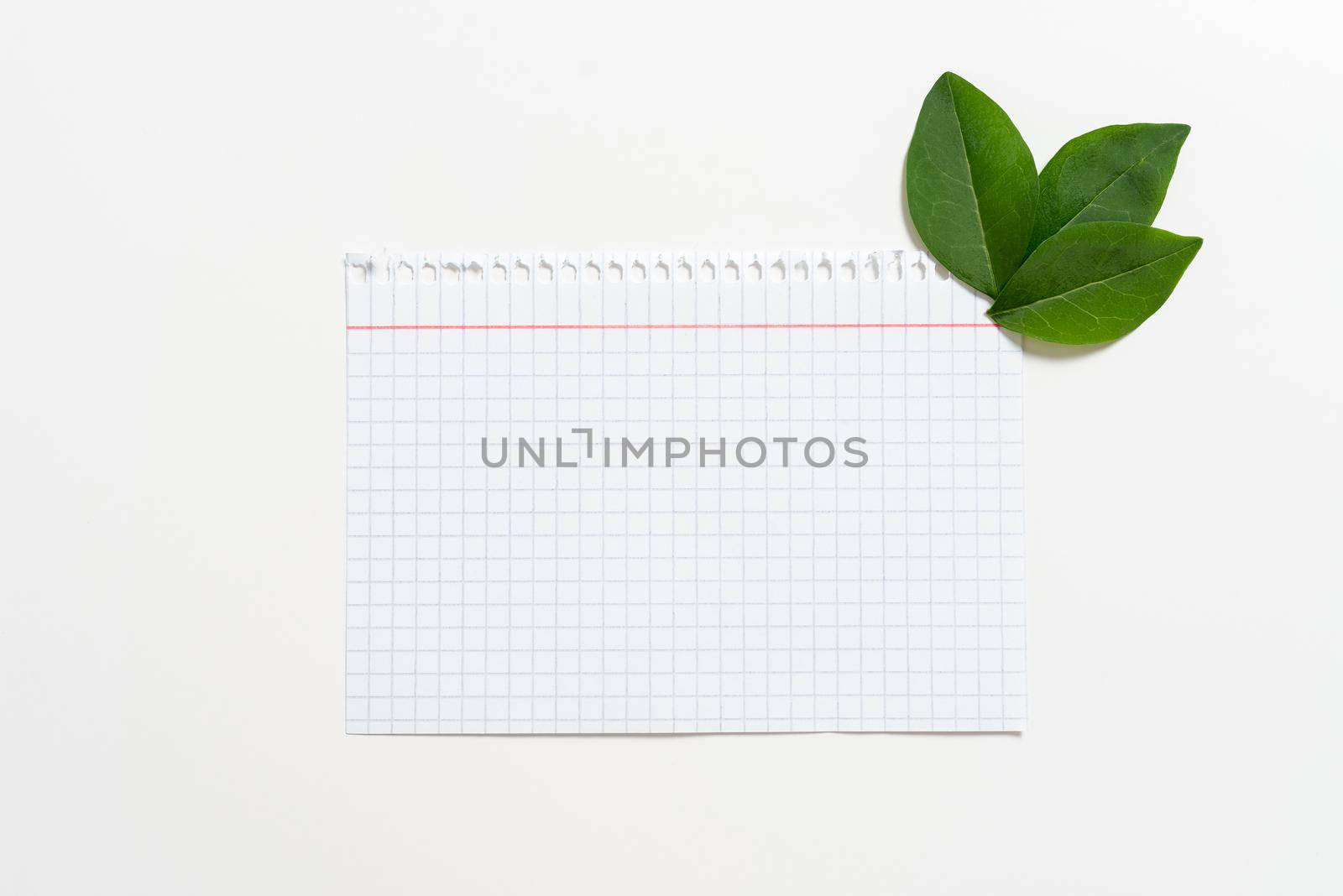 Notebook Paper With Checked Patterned Lines And Leaves Decorated For Displaying Education. Empty Page With Fresh Botany Arranged For Promoting Company Brand. by nialowwa