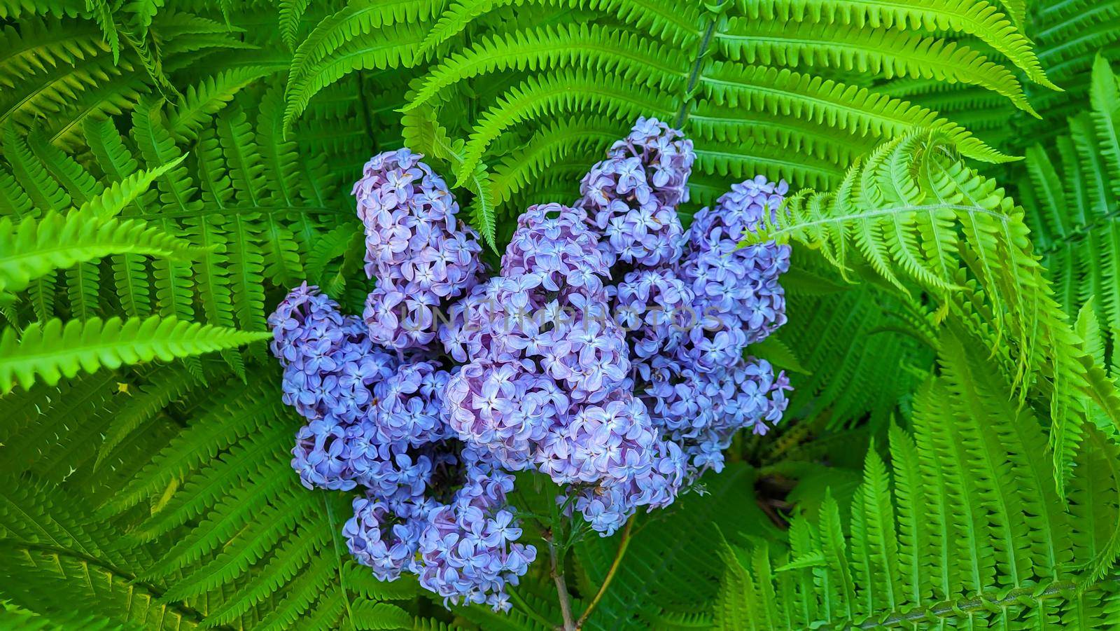 A beautiful branch of lilac lies on the leaves of a fern. fern background.