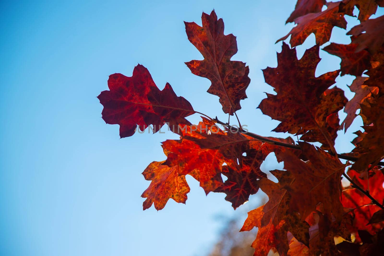 Autumn background with golden maple leaf, selective focus by mila1784