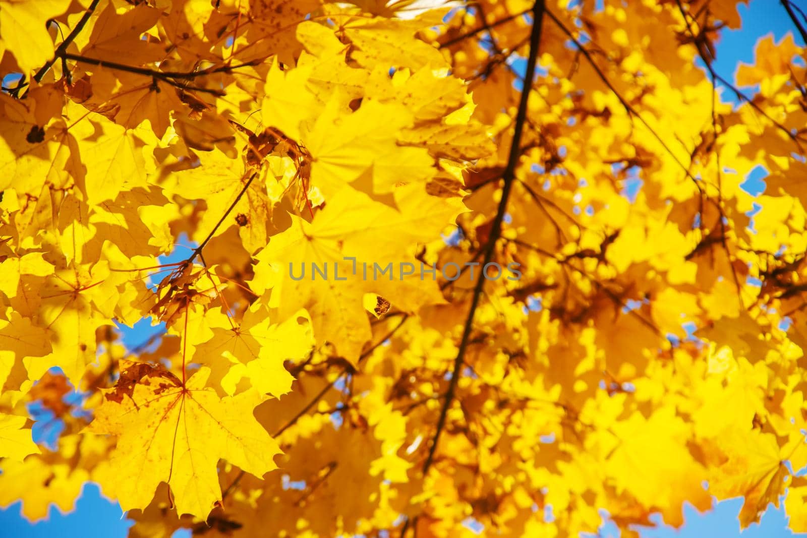 Autumn background with golden maple leaf, selective focus by mila1784