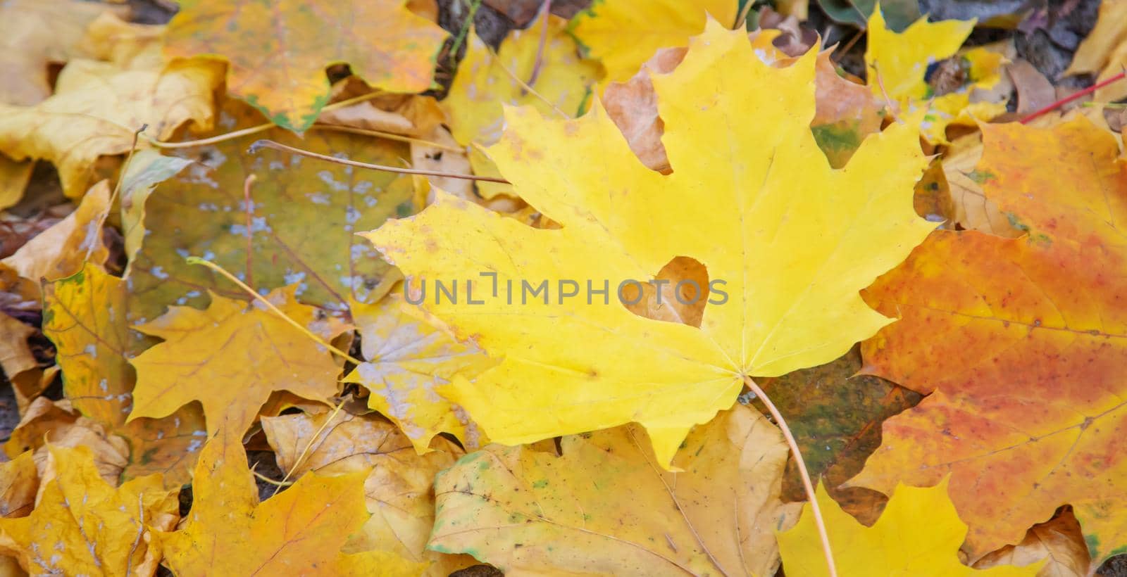 Autumn background with golden maple leaf, selective focus.nature