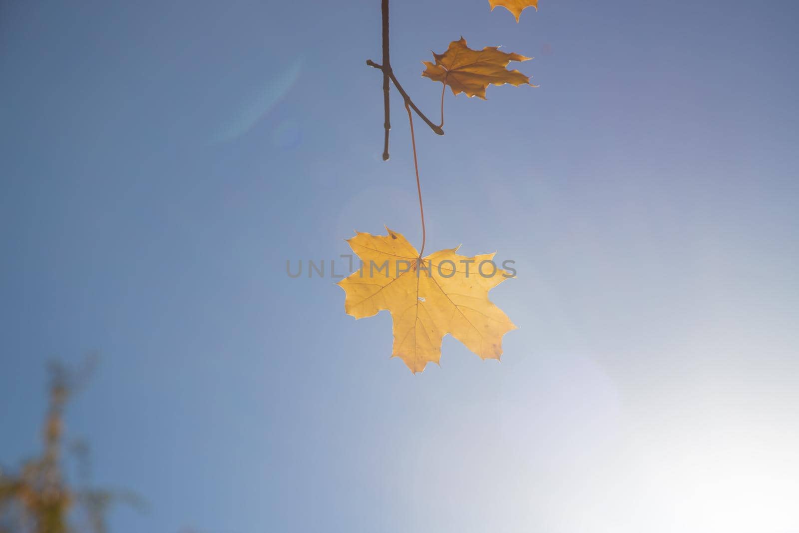 Autumn background with golden maple leaf, selective focus.nature