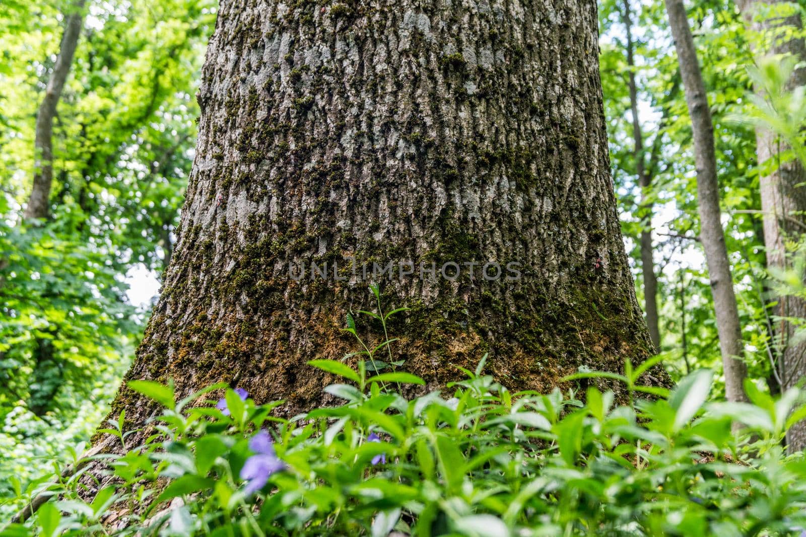 the lower part of the trunk of a large tree in a luxurious forest by Serhii_Voroshchuk