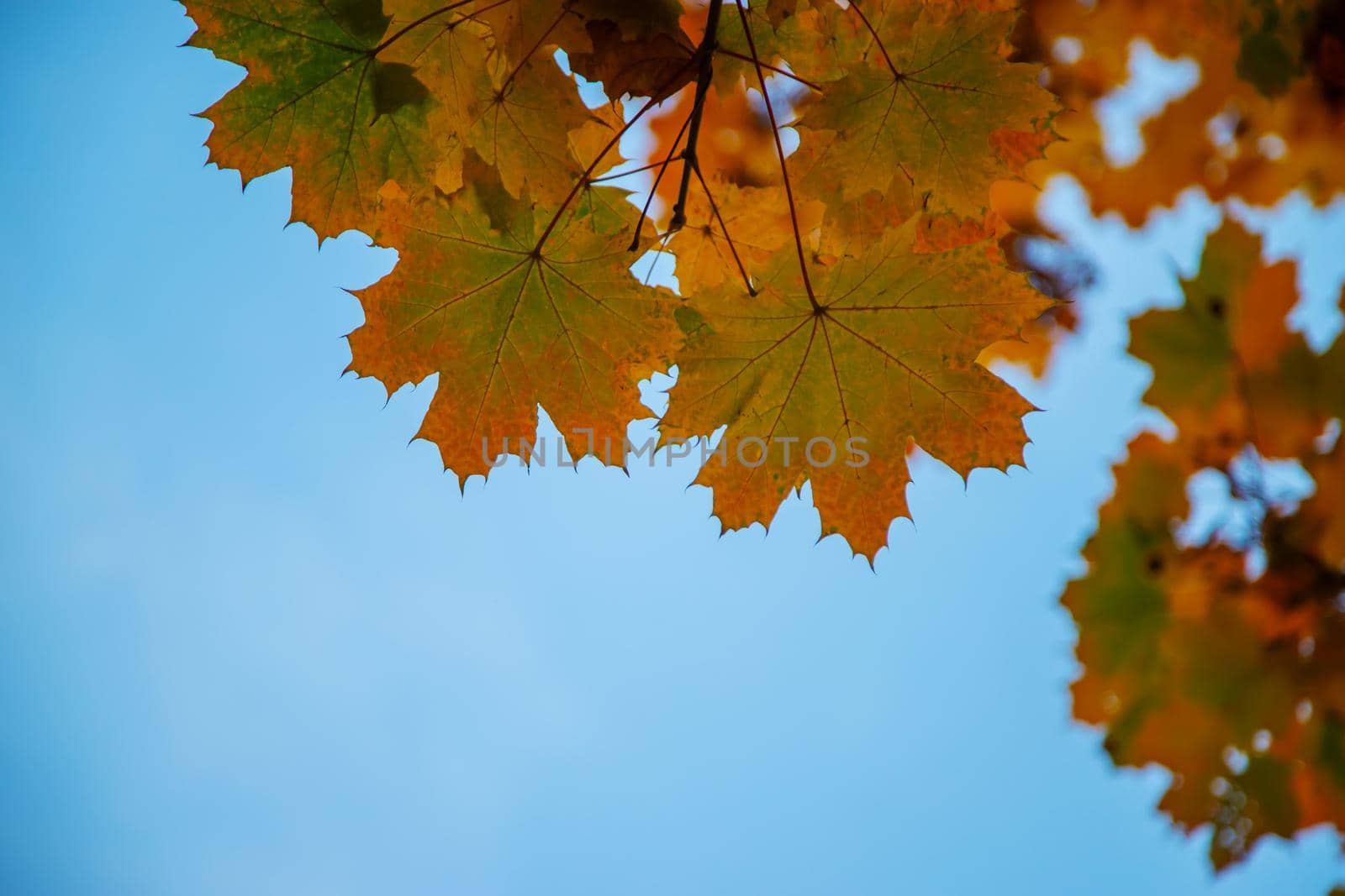 Autumn background with golden maple leaf, selective focus.nature