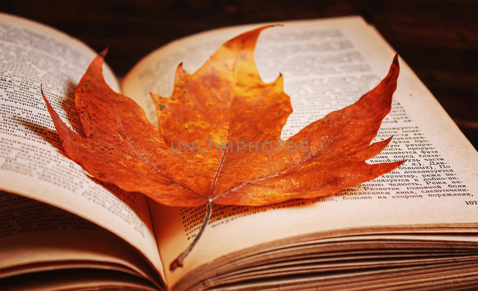Autumn leaves and a book. Selective focus. by mila1784
