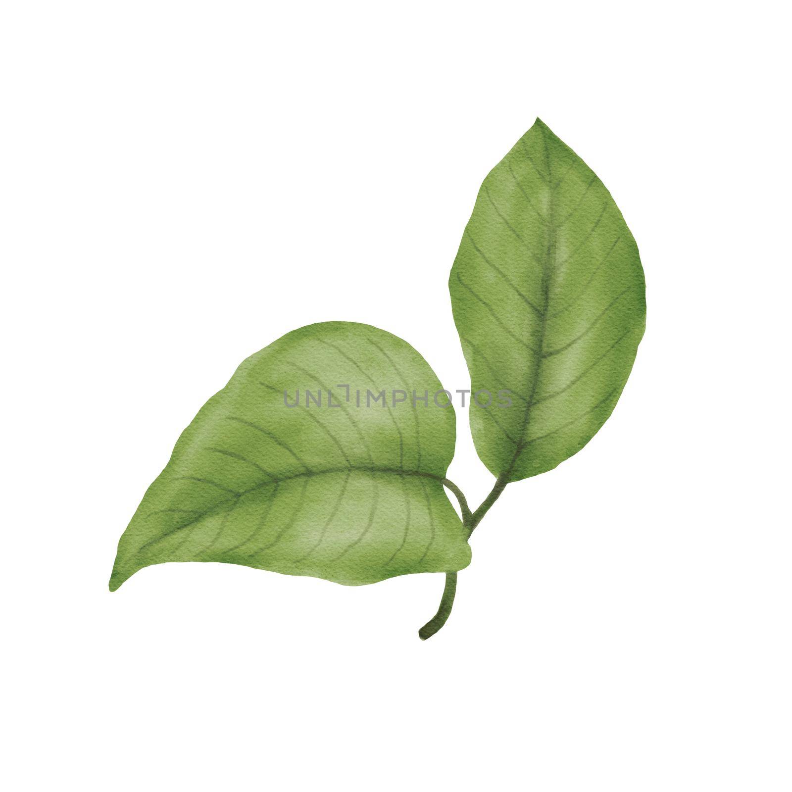 Watercolor green tree leaves isolated on white. Drawing of plant