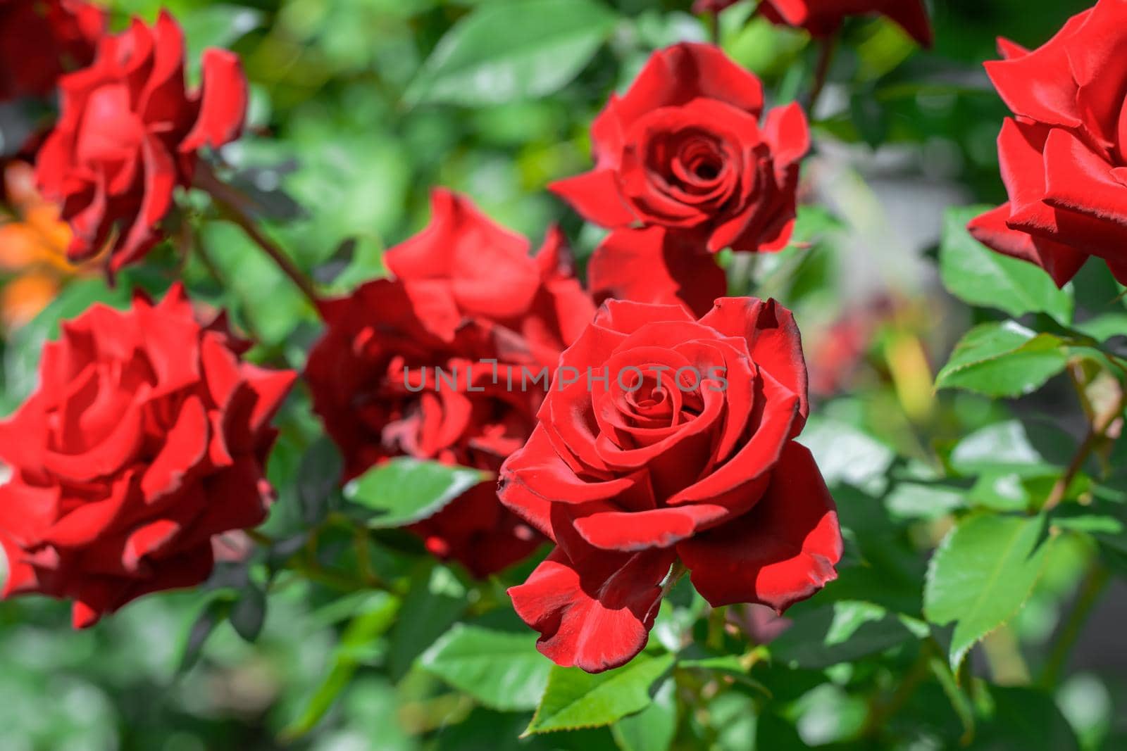 background of blooming roses in the garden.selective focus nature