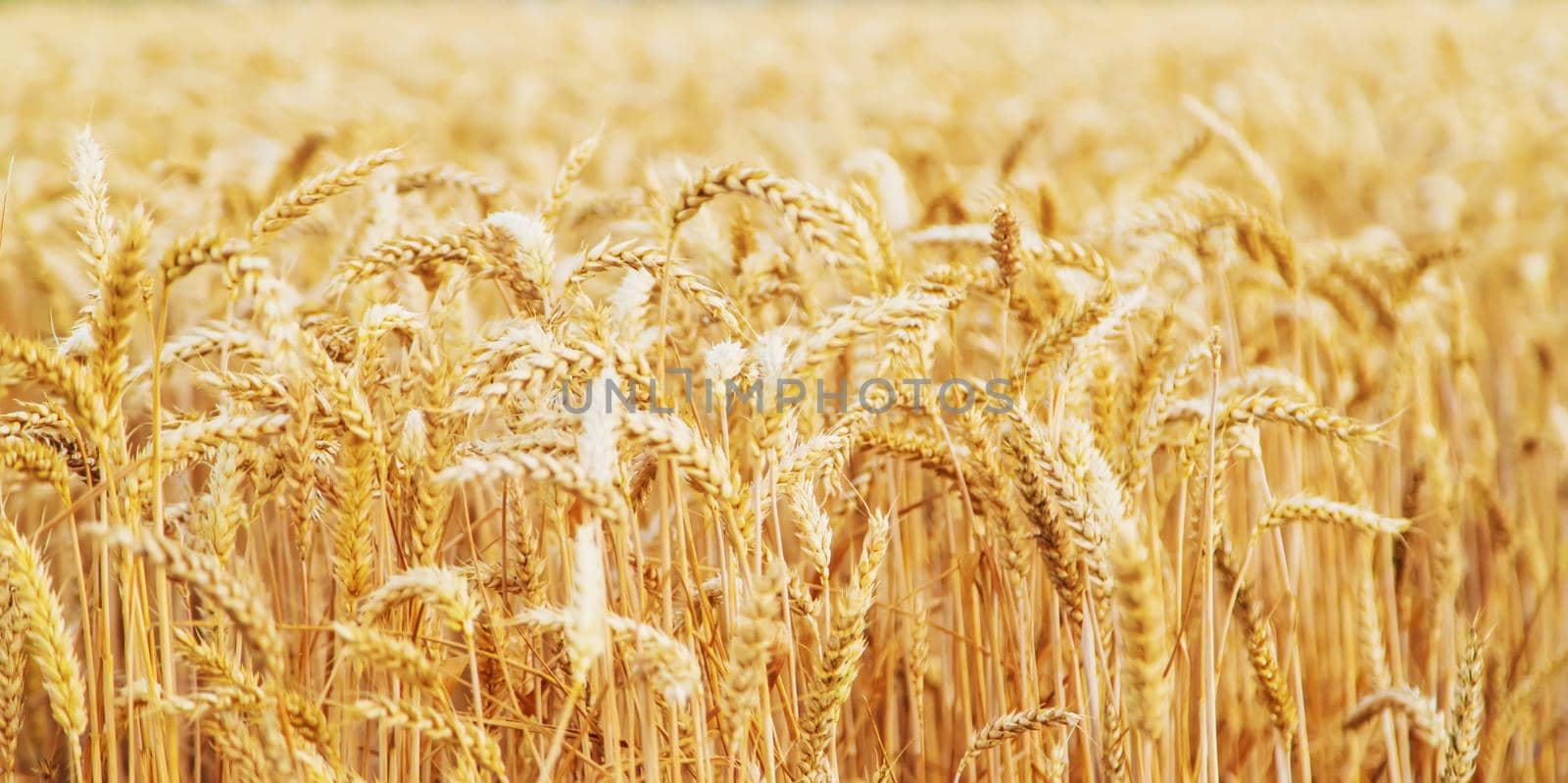 Wheat field, spikelets of wheat. Selective focus nature