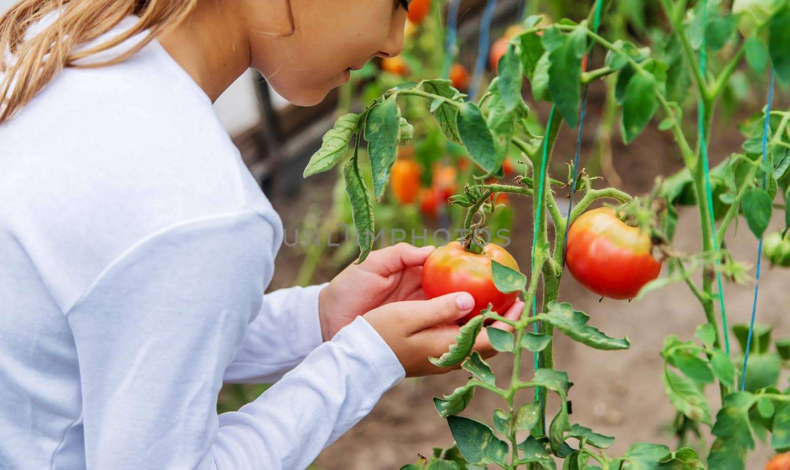 The child is harvesting tomatoes. Selective focus. by mila1784