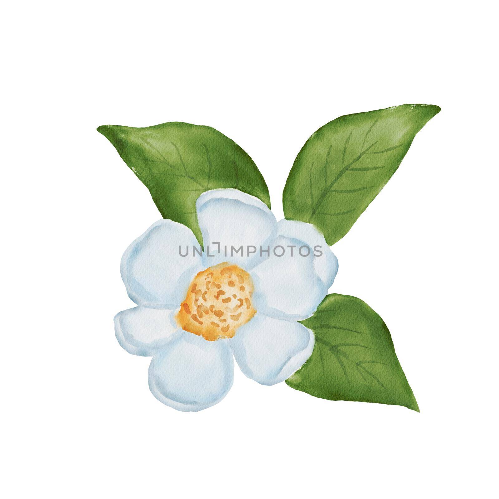 Watercolor white flower and green leaves isolated on white. Drawing of plant by ElenaPlatova